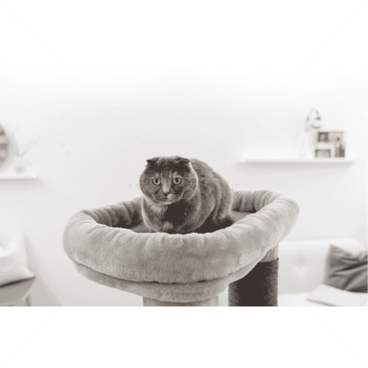 Катерушка Бенджи 146 см KERBL Cat Tree Benji