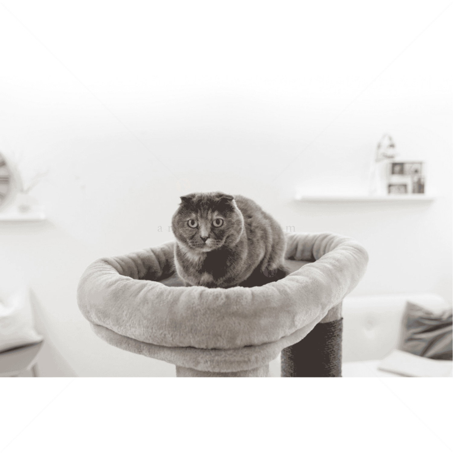 Катерушка Бенджи 146 см KERBL Cat Tree Benji