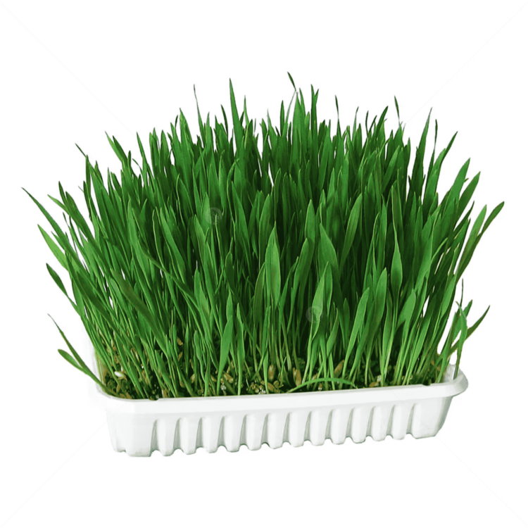 Трева за котки с тавичка KERBL Cat Grass