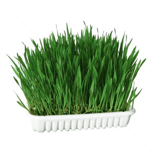 Трева за котки с тавичка KERBL Cat Grass