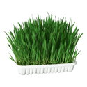 Трева за котки с тавичка KERBL Cat Grass