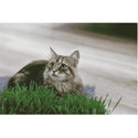 Трева за котки с тавичка KERBL Cat Grass