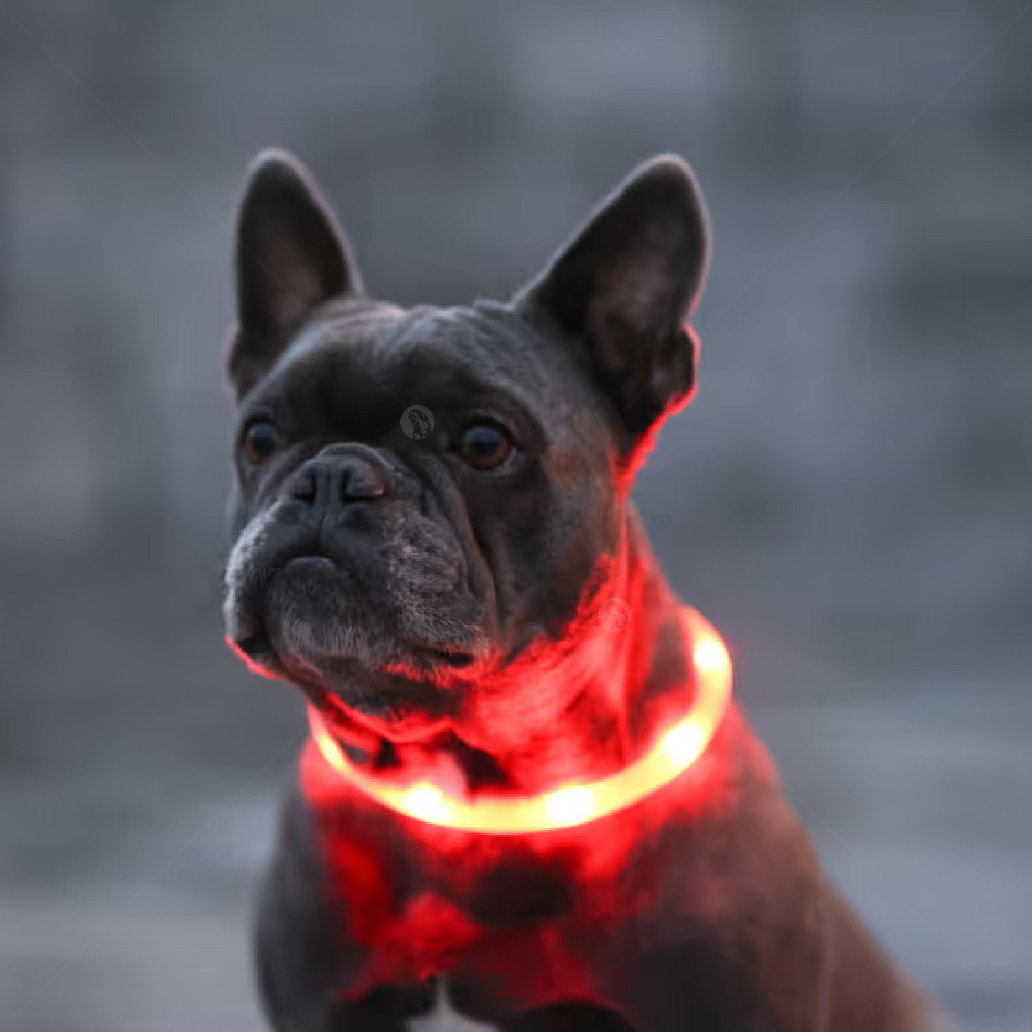 Силиконов нашийник с LED индикатор и USB, KERBL Maxi Safe, жълт