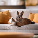 Антибактериална постелка за гризачи 10 л ASAN Pet Silver