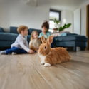 Антибактериална постелка за гризачи 10 л ASAN Pet Silver