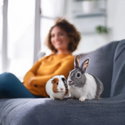 Антибактериална постелка за гризачи 42 л ASAN Pet Silver